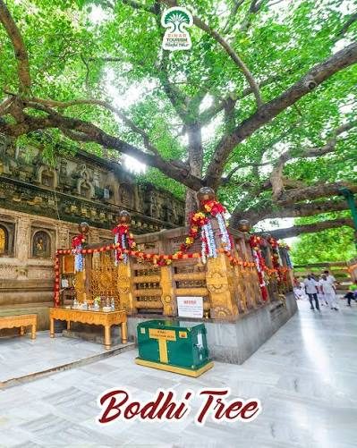 Bodhi Tree, Bodhgaya
